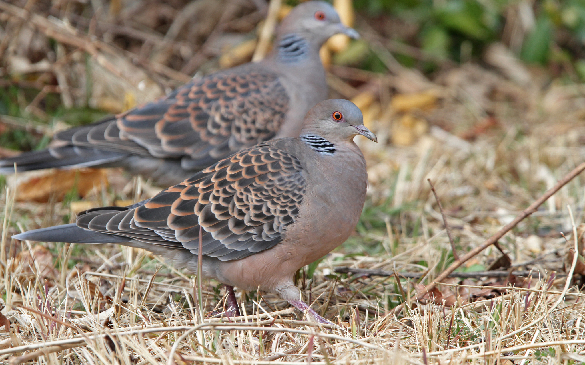 Oriental Turtle Dove