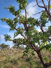 Erythroxylum suberosum
