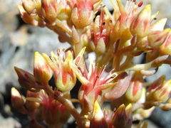 Sedum rubiginosum