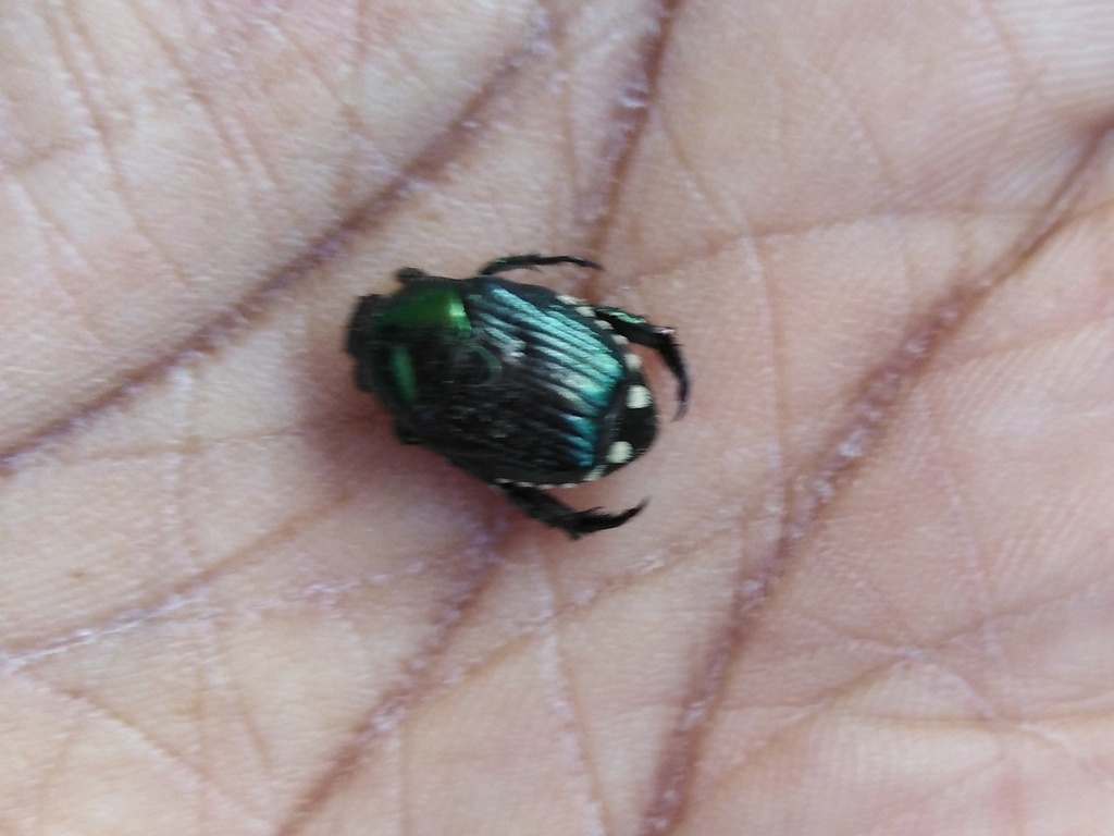 Popillia propinqua
