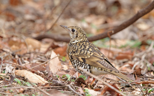Zorzal dorado (Zoothera aurea)