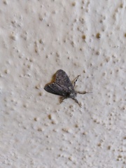 Dasychira chekiangensis