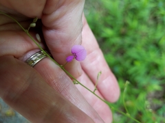 Desmodium paniculatum paniculatum