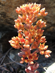 Sedum rubiginosum