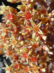 Sedum rubiginosum