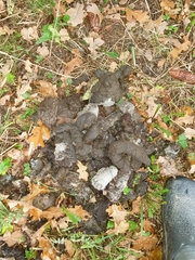 Nyctereutes procyonoides