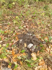 Nyctereutes procyonoides