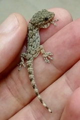 Tarentola mauritanica