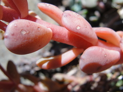 Sedum rubiginosum
