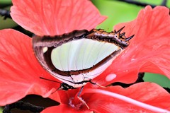 Polyura jalysus