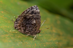 Arhopala abseus