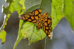 Odina hieroglyphica