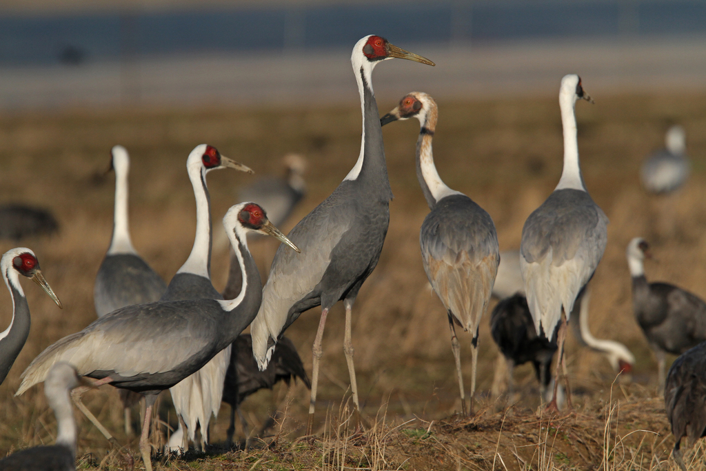 White-naped Crane (Antigone vipio) photo
