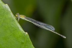 Pseudagrion australasiae