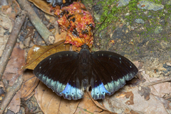 Lexias dirtea merguia