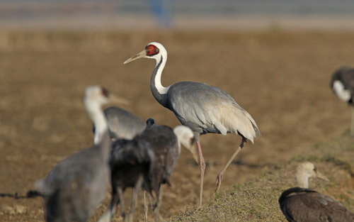 White-naped Crane