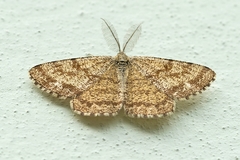 Ematurga atomaria