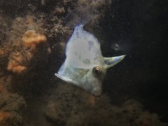 Scobinichthys granulatus