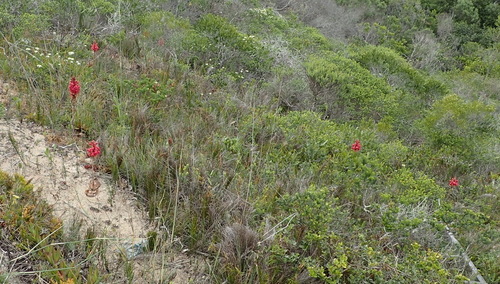 Image of Satyrium princeps by (c) Nicola van Berkel, some rights reserved (CC BY-SA)