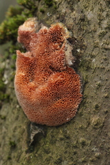 Raduliporus aneirinus