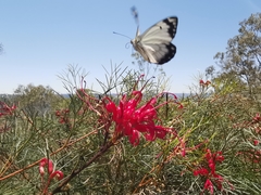Belenois java