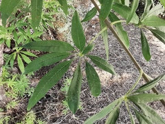 Vitex agnus-castus