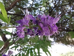 Vitex agnus-castus