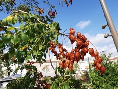Koelreuteria paniculata