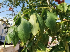 Koelreuteria paniculata