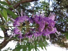 Vitex agnus-castus