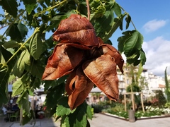 Koelreuteria paniculata