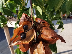 Koelreuteria paniculata