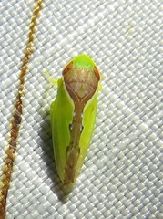 Sobara palliolata
