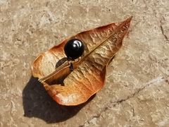 Koelreuteria paniculata