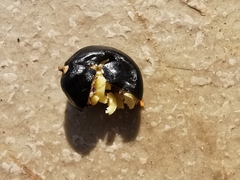 Koelreuteria paniculata