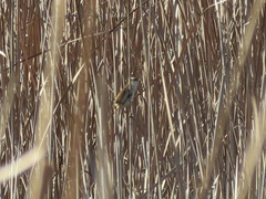 Acrocephalus melanopogon