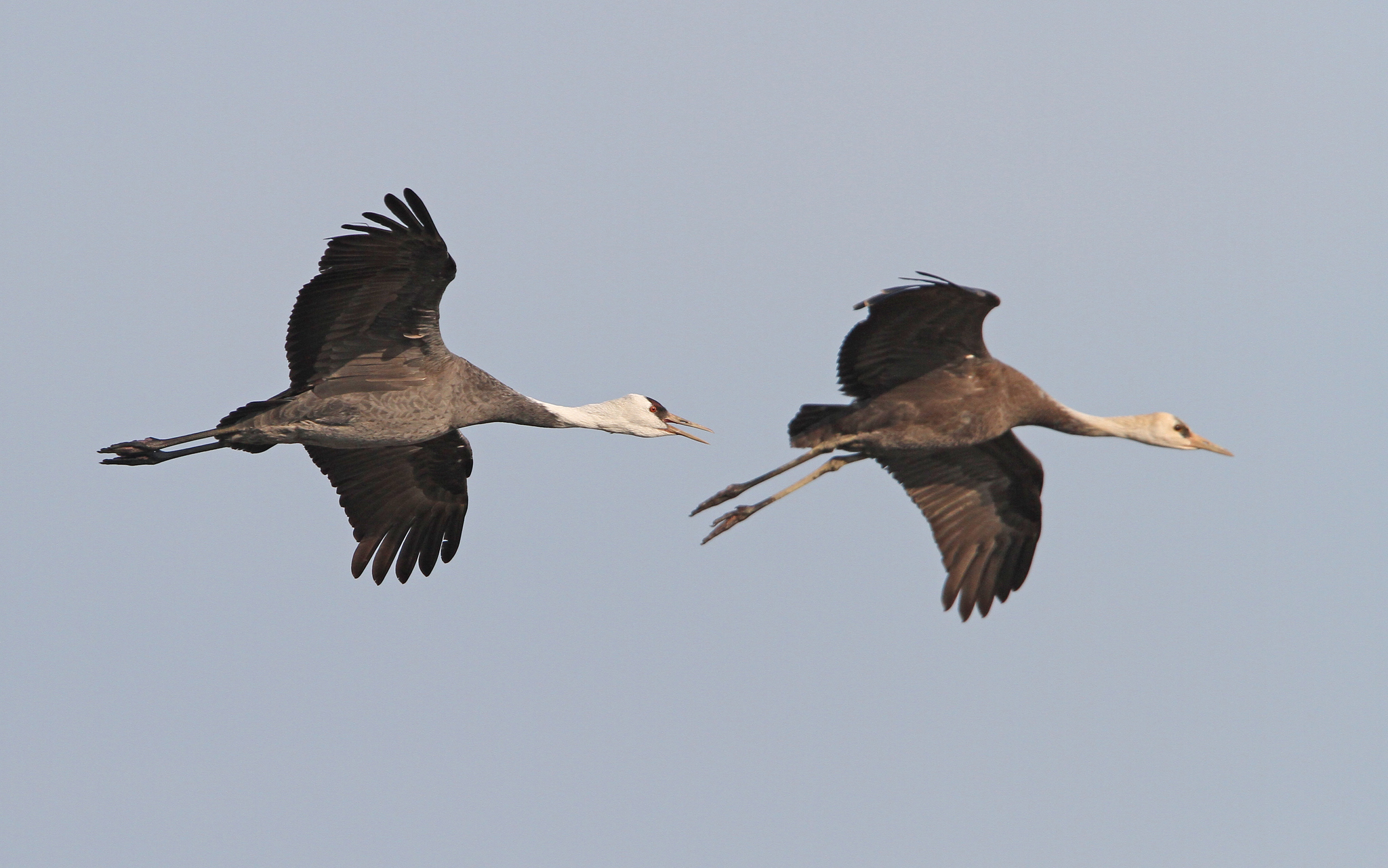 Hooded Crane illustration