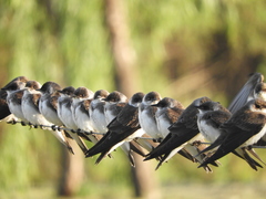 Brown-Chested Martin photo 6