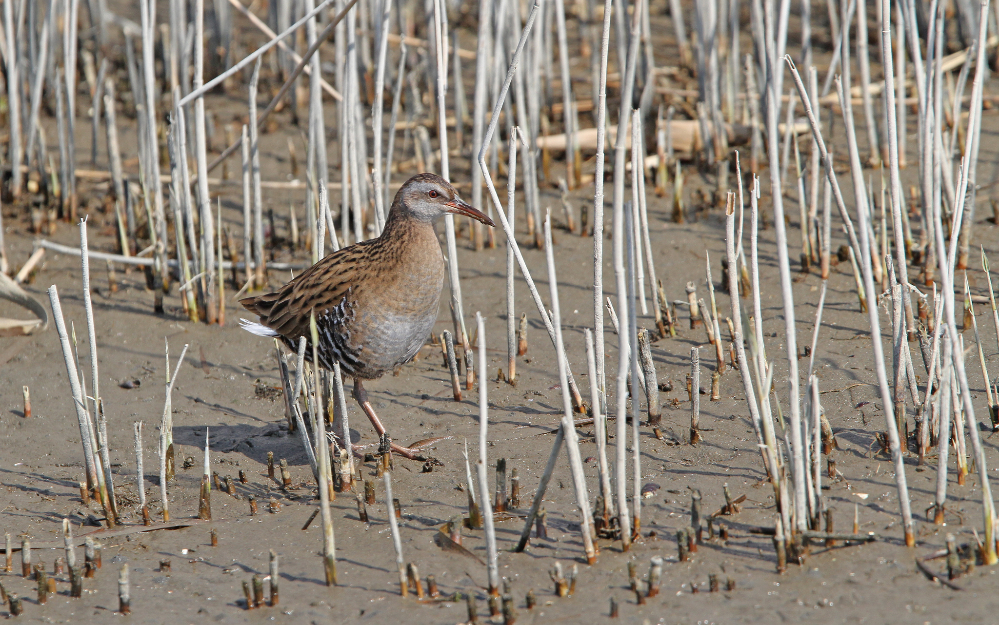 Brown-cheeked Rail (Rallus indicus)