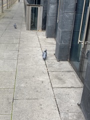 Columba livia domestica