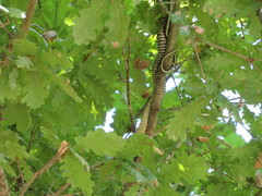 Malpolon monspessulanus