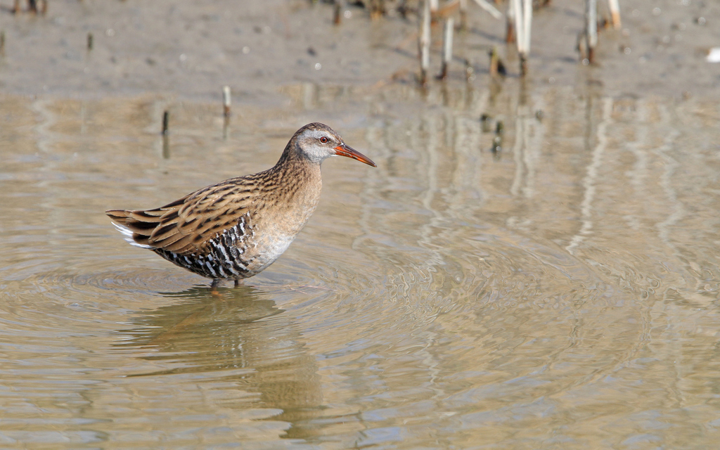 Eastern Water Rail