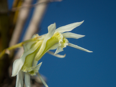 Dendrobium kratense