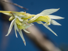 Dendrobium kratense