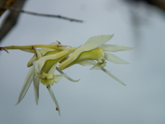Dendrobium kratense