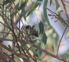 Vireo griseus