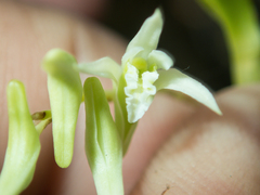 Dendrobium kratense