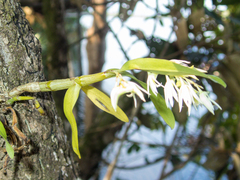 Dendrobium kratense