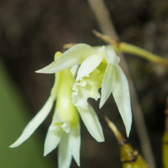 Dendrobium kratense