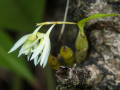 Dendrobium kratense